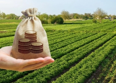 Young sandalwood tree sapling plantation layouts