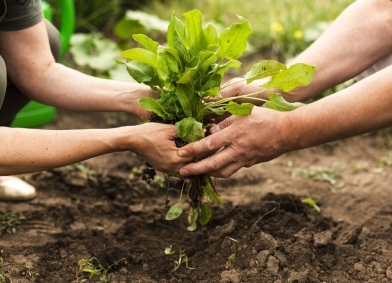 Premium intercropping systems and chili cultivation