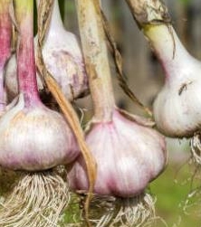 Organic farming layout preparations and soil enrichments